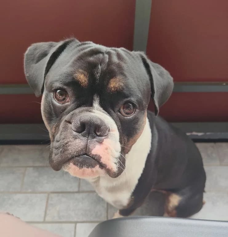 Manfred, male young mixed breed for adoption at Boxer Nothilfe Deutschland, Hiddenhausen