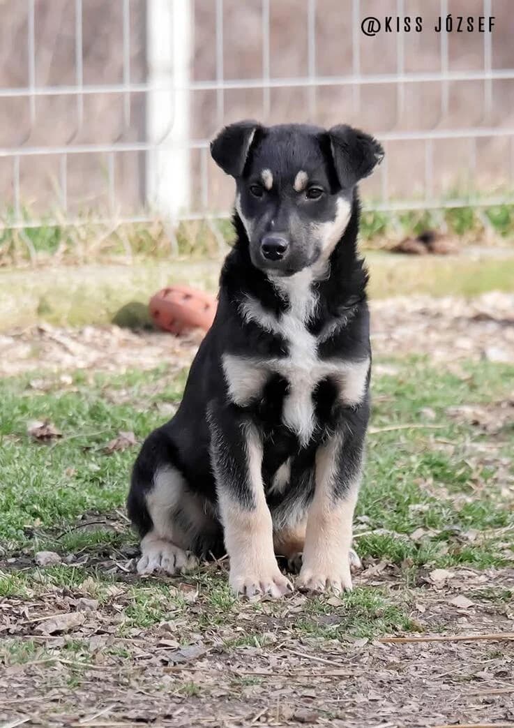 Babér, male puppy Mixed Breed for adoption at Canifair e.V., Kaarst