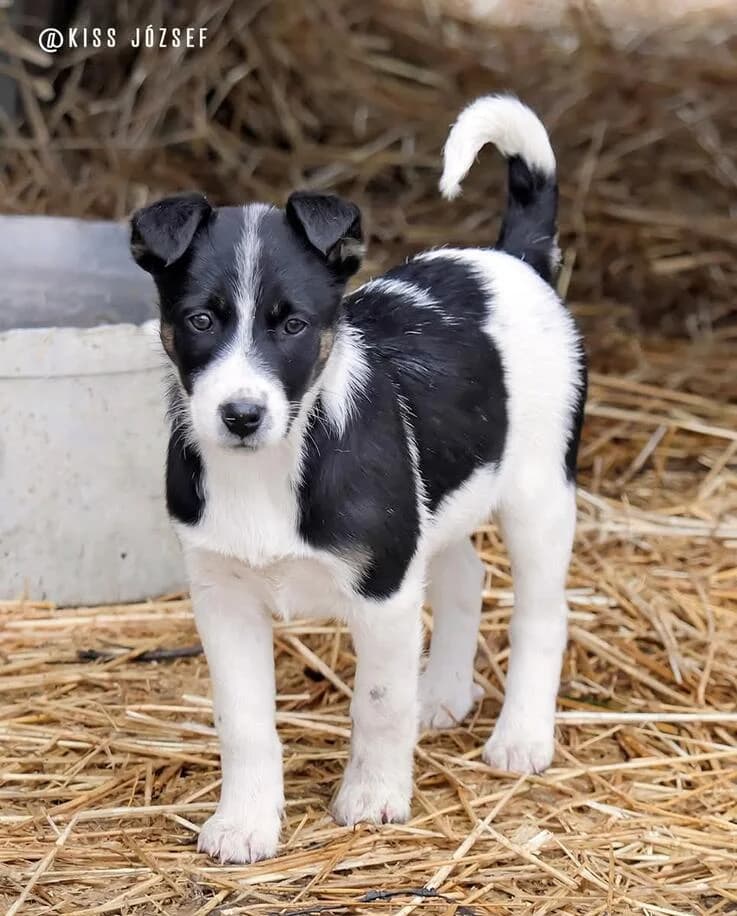 Bajos (reserviert in Ungarn), female puppy Mixed Breed for adoption at Canifair e.V., Kaarst