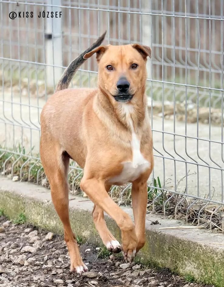 Bibu, female young Mixed Breed for adoption at Canifair e.V., Kaarst