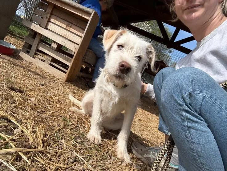 Búza, weiß male puppy Mixed Breed for adoption at Canifair e.V., Kaarst