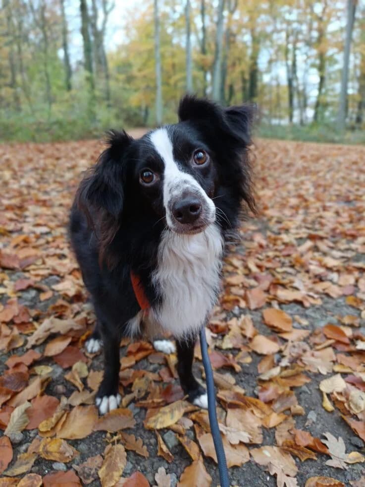Killua (Lays), male 3yo Border Collie for adoption at Canifair e.V., Kaarst