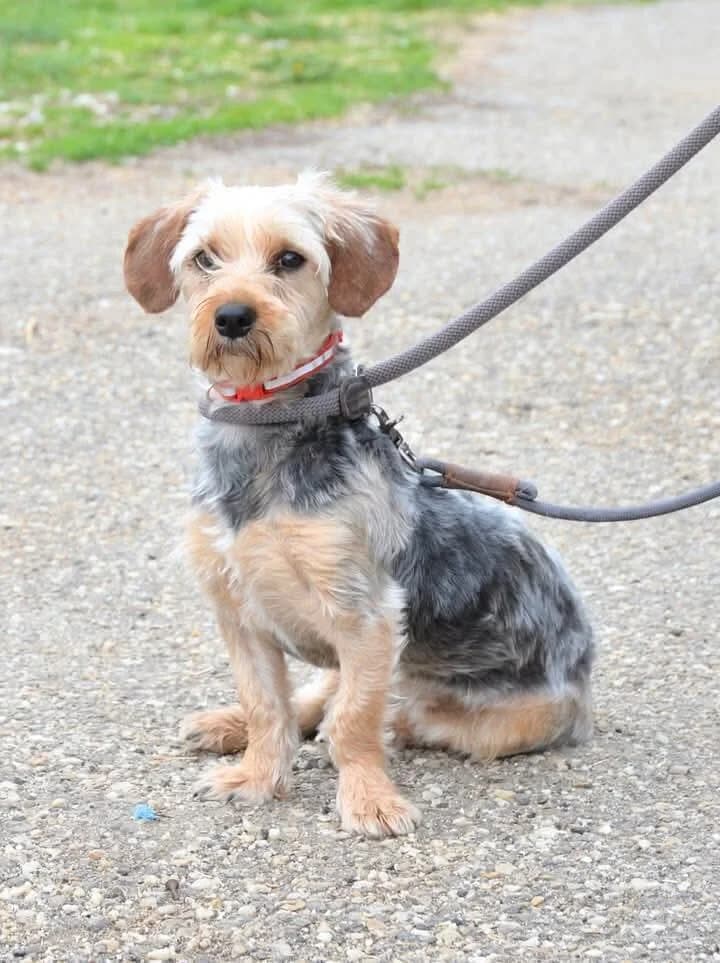 Mira, female young Yorkshire Terrier for adoption at Canifair e.V., Kaarst