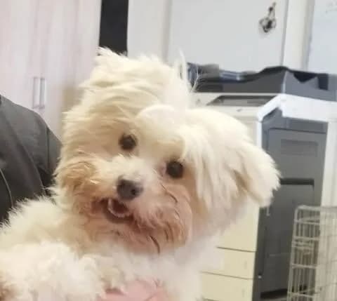 Rontó Maci, male 5yo Mixed Breed for adoption at Canifair e.V., Kaarst