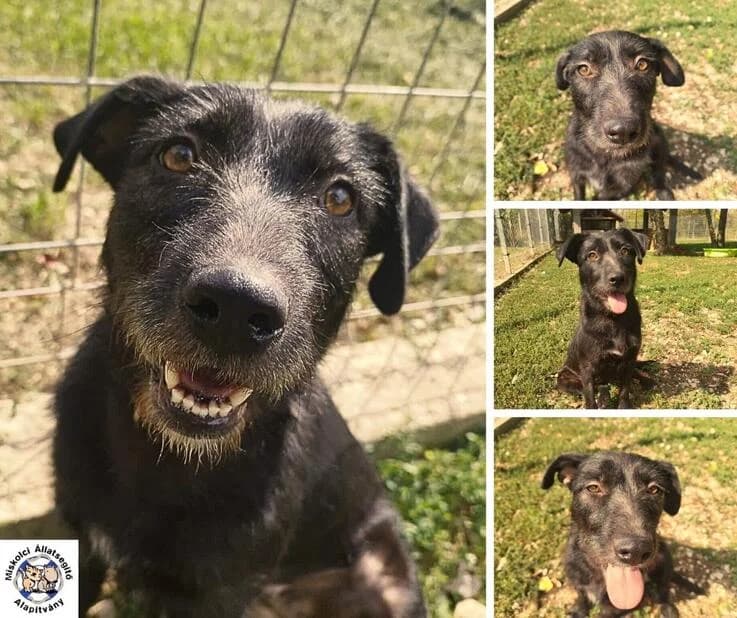 Vadvirag (Wildblume), female young Mixed Breed for adoption at Canifair e.V., Kaarst