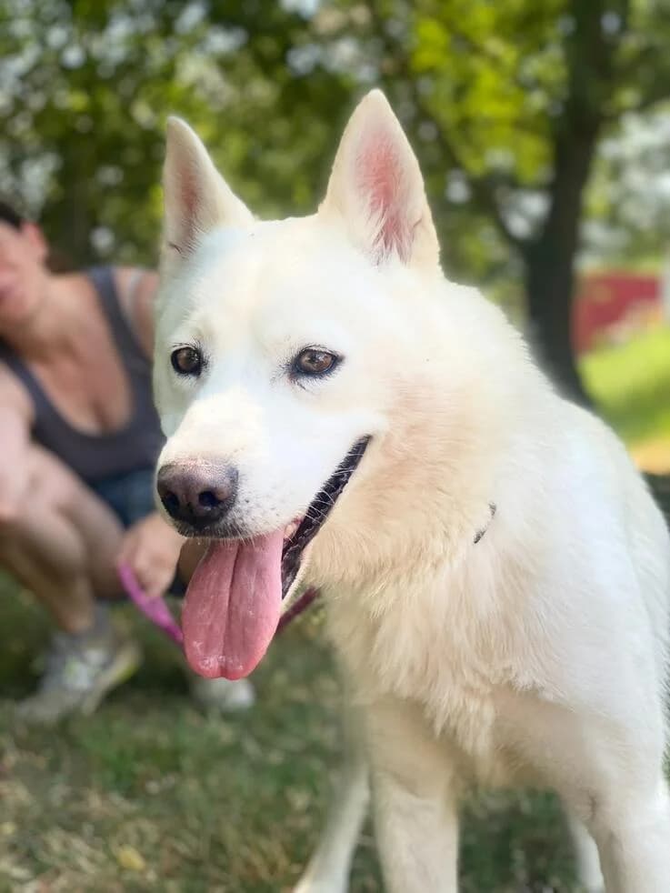 Alba, female 3yo Husky for adoption at Canifair e.V., Kaarst