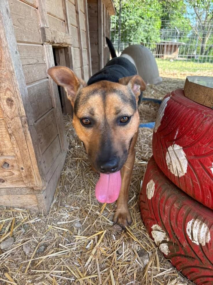Bingo, male young Mixed Breed for adoption at Canifair e.V., Kaarst