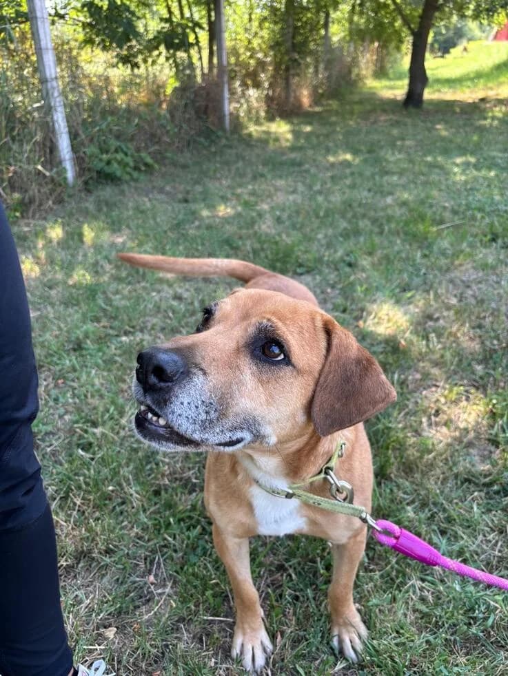 Cola, male 4yo Mixed Breed for adoption at Canifair e.V., Kaarst