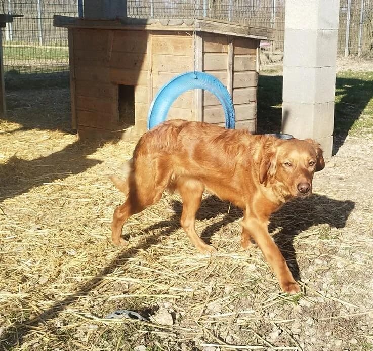 Cs. Suzy, female young Mixed Breed for adoption at Canifair e.V., Kaarst