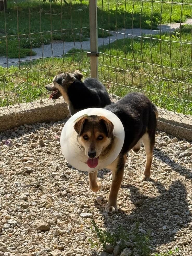 Cszibeske, male senior Mixed Breed for adoption at Canifair e.V., Kaarst