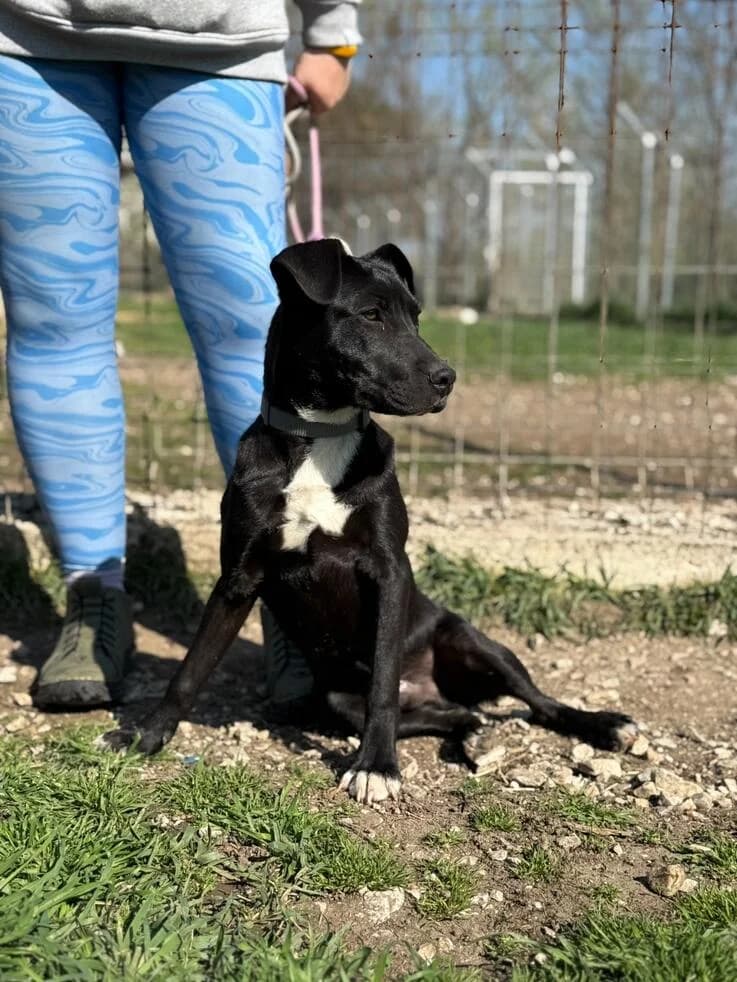 Goliát, male puppy Mixed Breed for adoption at Canifair e.V., Kaarst