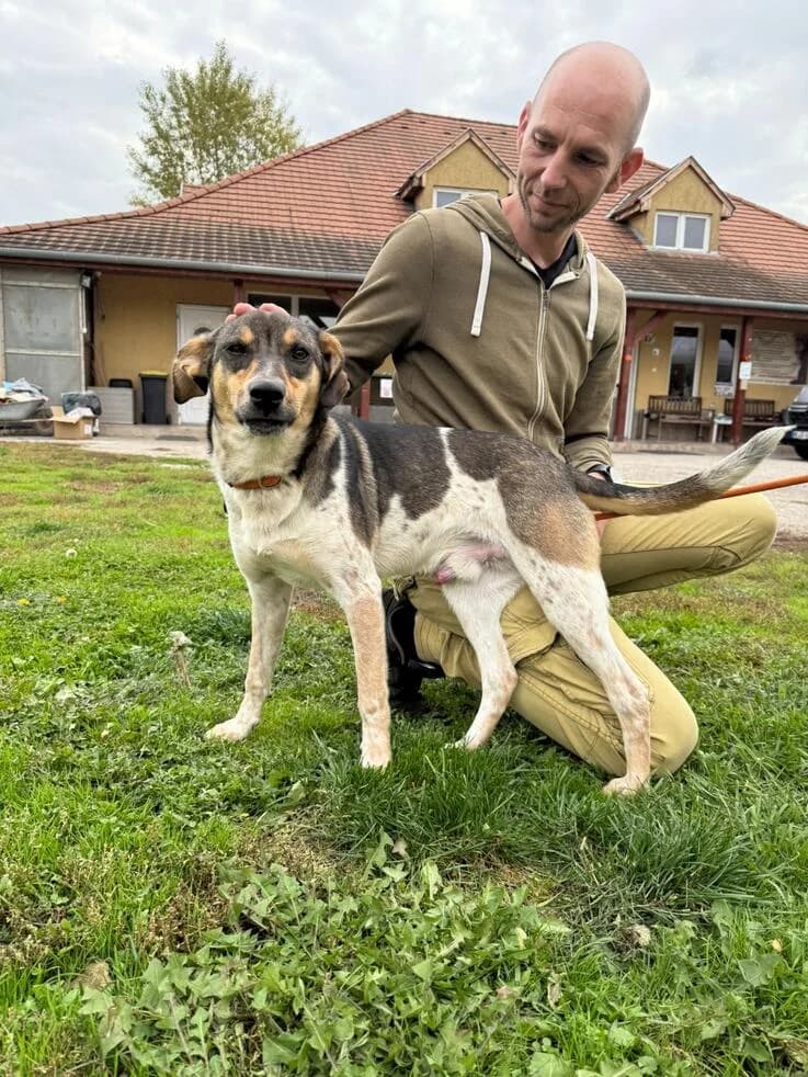 Grasa, male young Mixed Breed for adoption at Canifair e.V., Kaarst