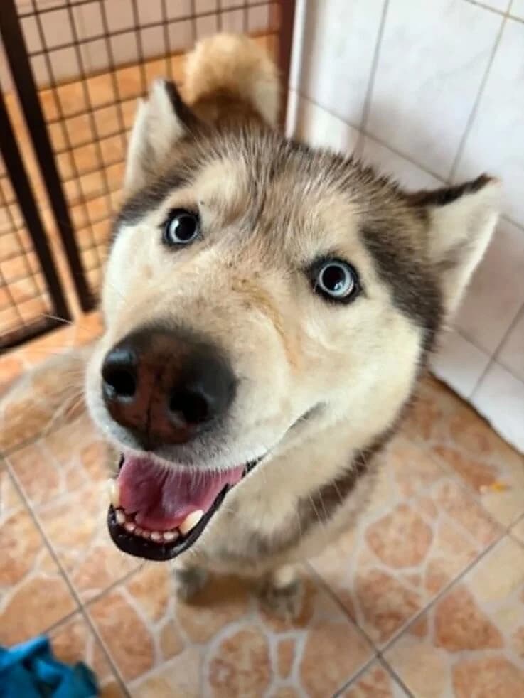 Hektor, male 5yo Husky for adoption at Canifair e.V., Kaarst