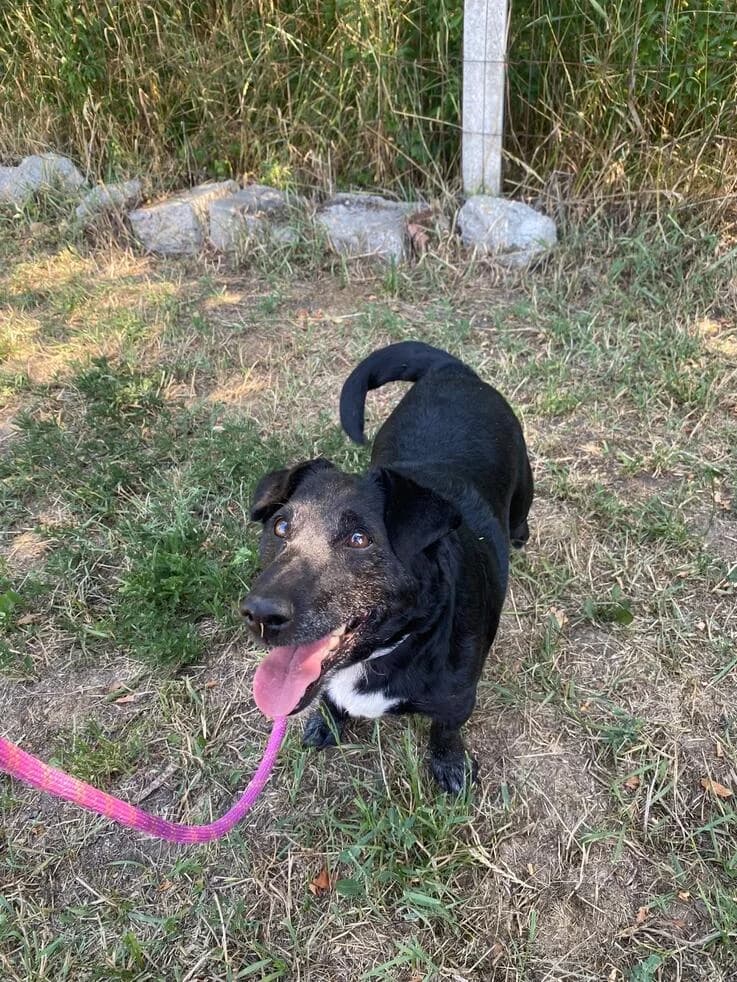 Lujza, female senior Mixed Breed for adoption at Canifair e.V., Kaarst