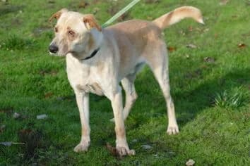 Milo, male 6yo Mixed Breed for adoption at Canifair e.V., Kaarst