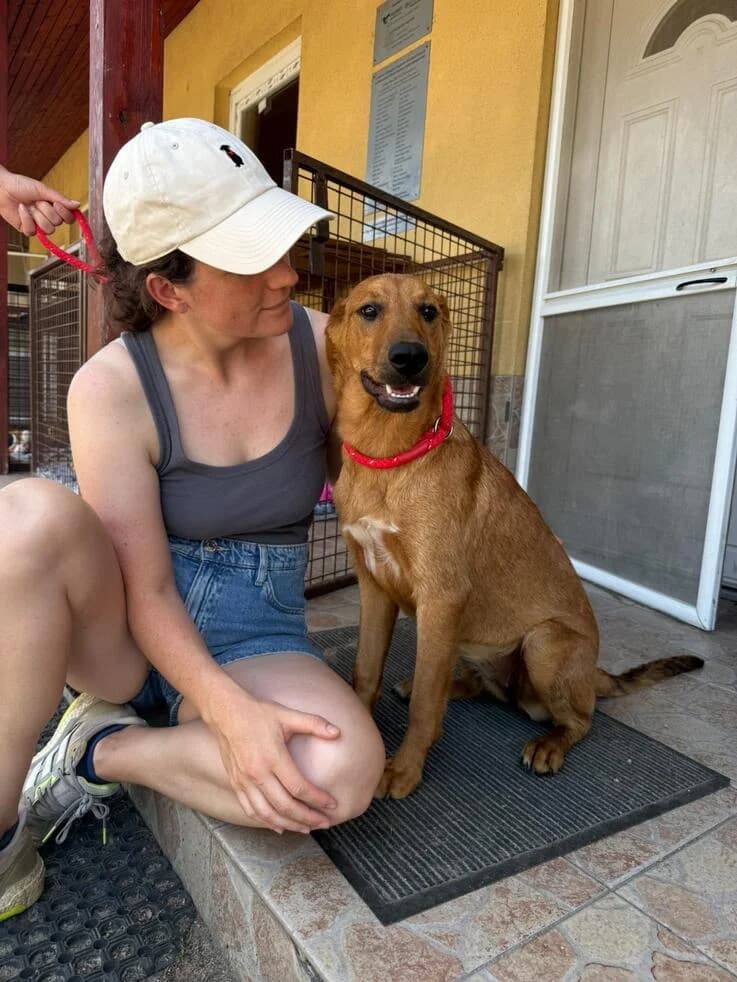 Repce, female puppy Mixed Breed for adoption at Canifair e.V., Kaarst