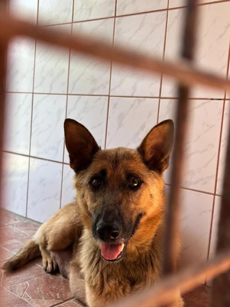 Roxy, female young German Shepherd for adoption at Canifair e.V., Kaarst