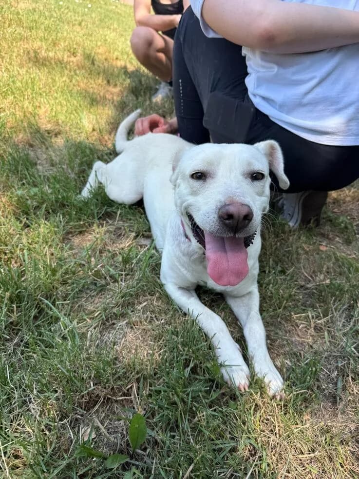 Smiley, female young Mixed Breed for adoption at Canifair e.V., Kaarst