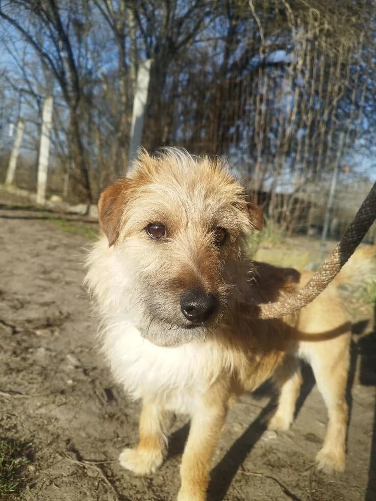 Titi, male young Mixed Breed for adoption at Canifair e.V., Kaarst