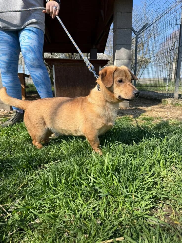 Tódi, male young Mixed Breed for adoption at Canifair e.V., Kaarst
