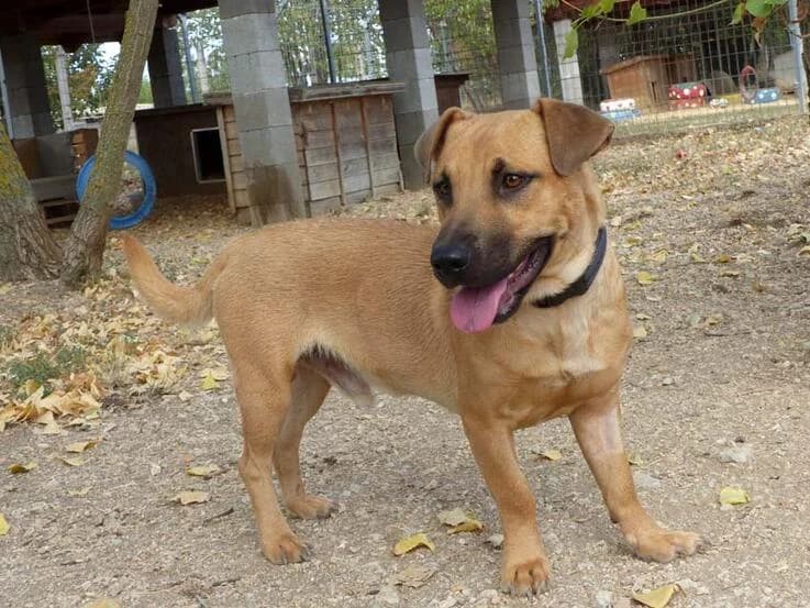 Unio, male Mixed Breed for adoption at Canifair e.V., Kaarst