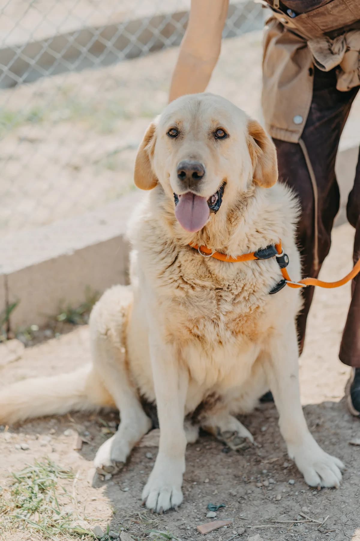 Big Boy, golden male 4yo Golden Retriever for adoption at Care-4-life e.V., Stuttgart