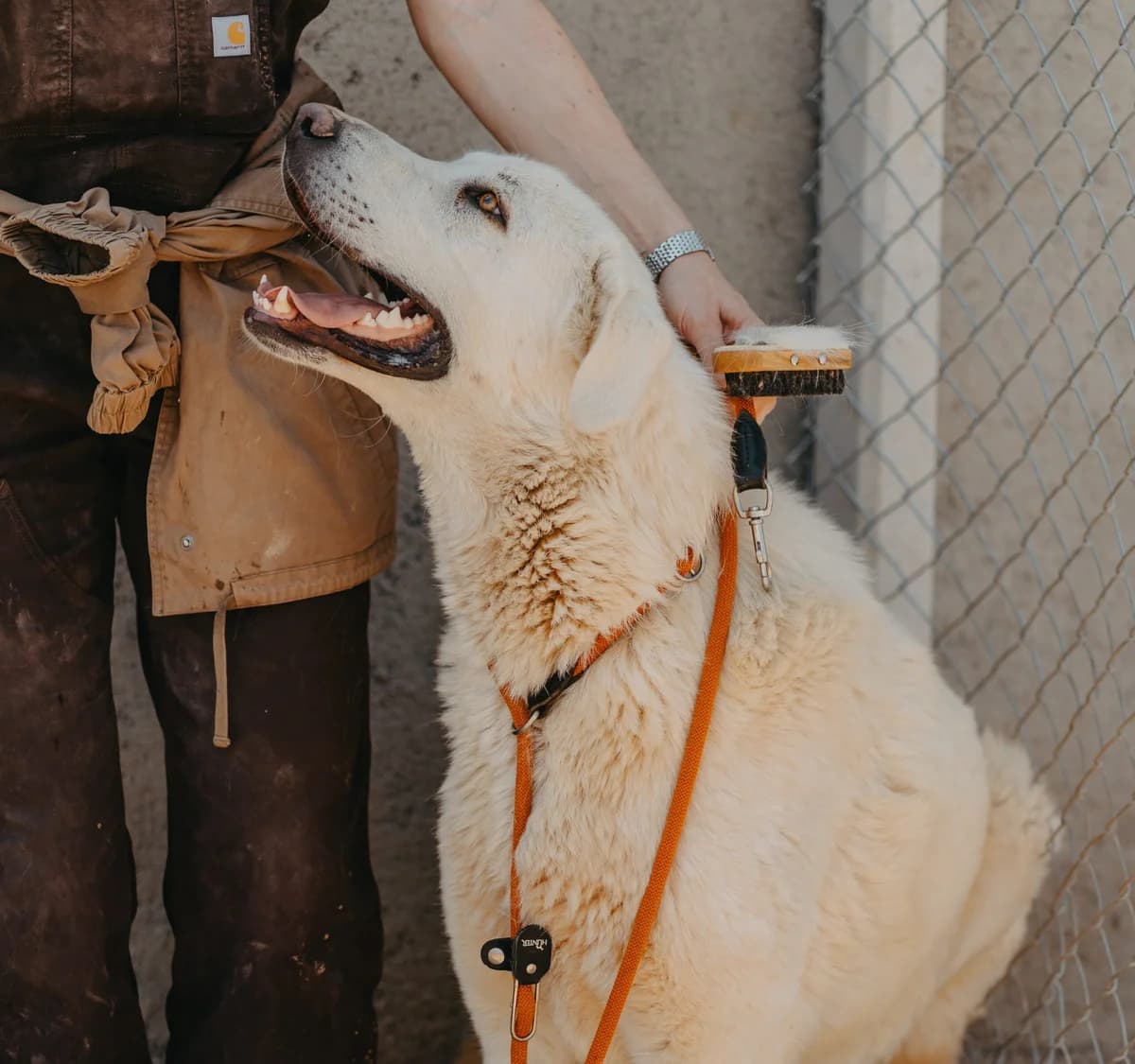 Alasko, male young Mixed Breed for adoption at Care-4-life e.V., Stuttgart