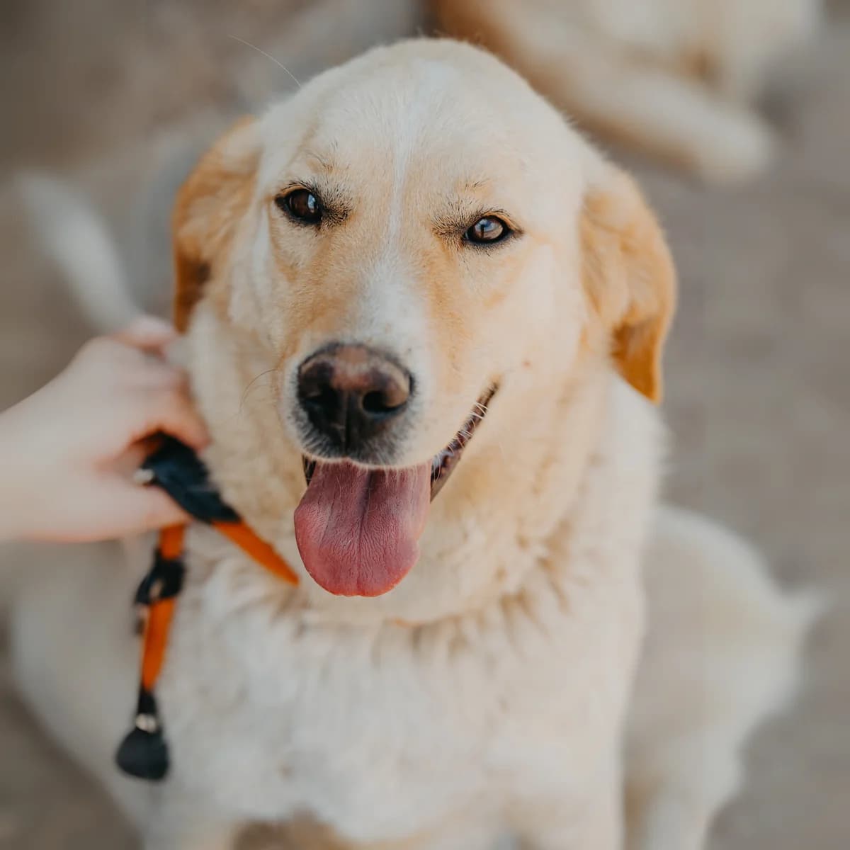 Charly, male 4yo Labrador Retriever for adoption at Care-4-life e.V., Stuttgart