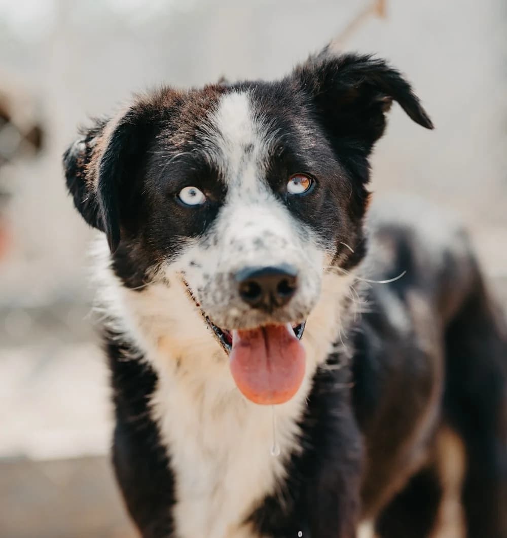 Anton, male 4yo Border Collie for adoption at Care-4-life e.V., Stuttgart