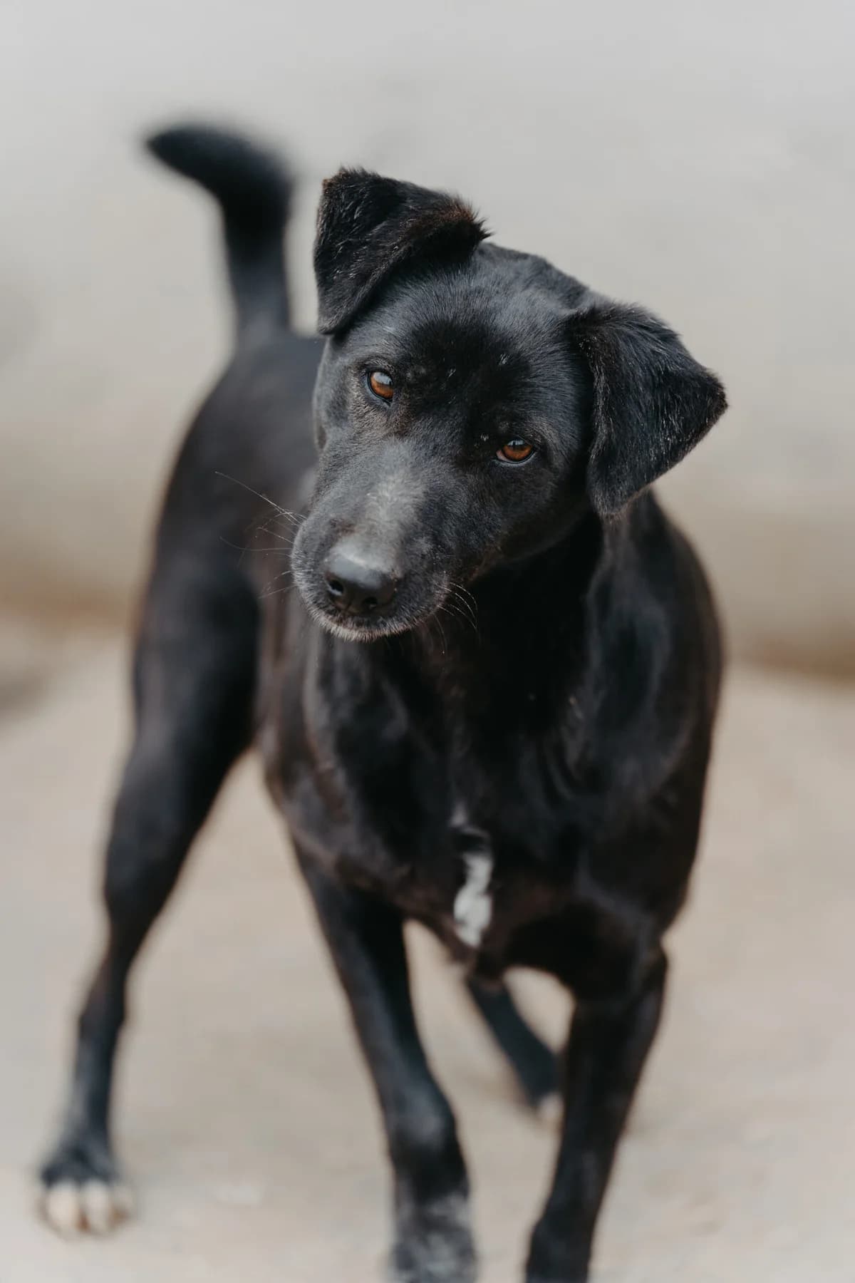 Gece, female young Labrador Retriever for adoption at Care-4-life e.V., Stuttgart