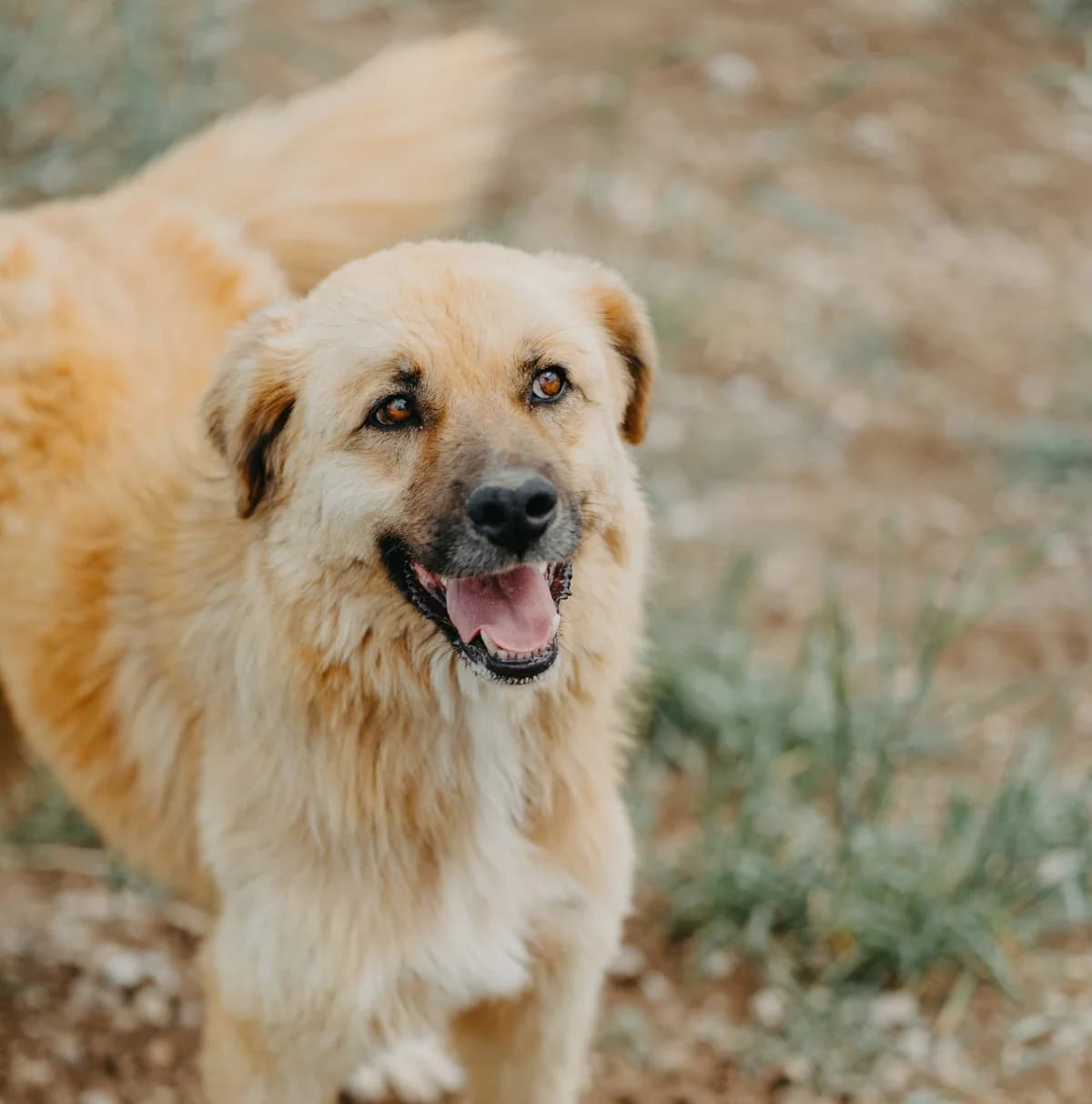 Lucky 1, golden male 4yo Golden Retriever for adoption at Care-4-life e.V., Stuttgart