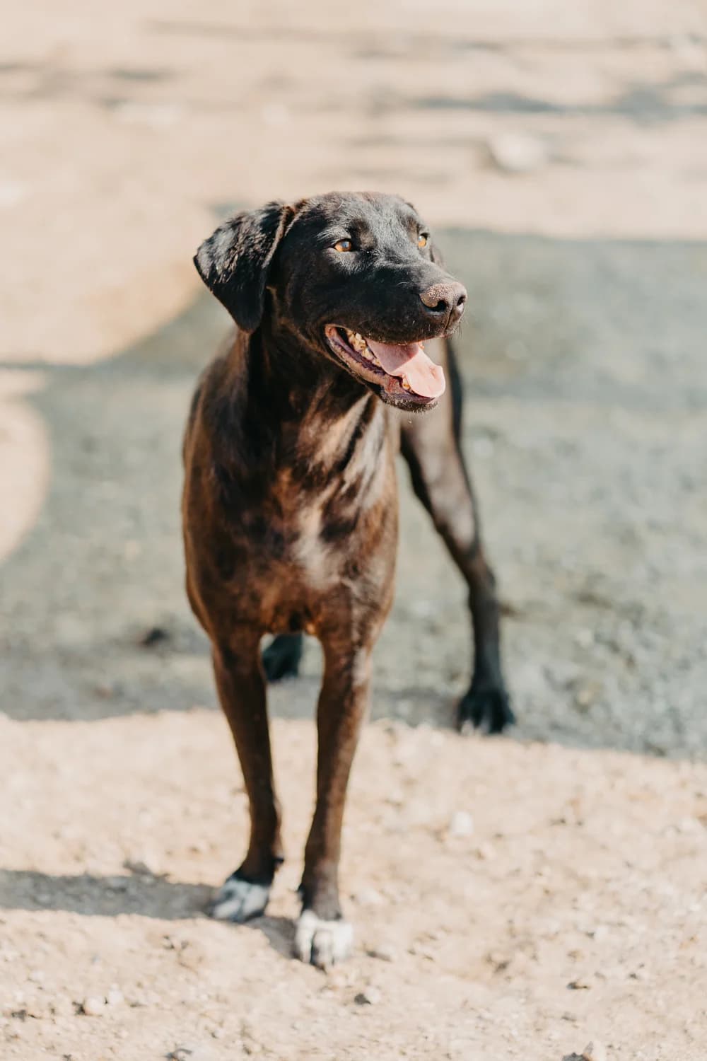 Mary, female young Labrador Retriever for adoption at Care-4-life e.V., Stuttgart