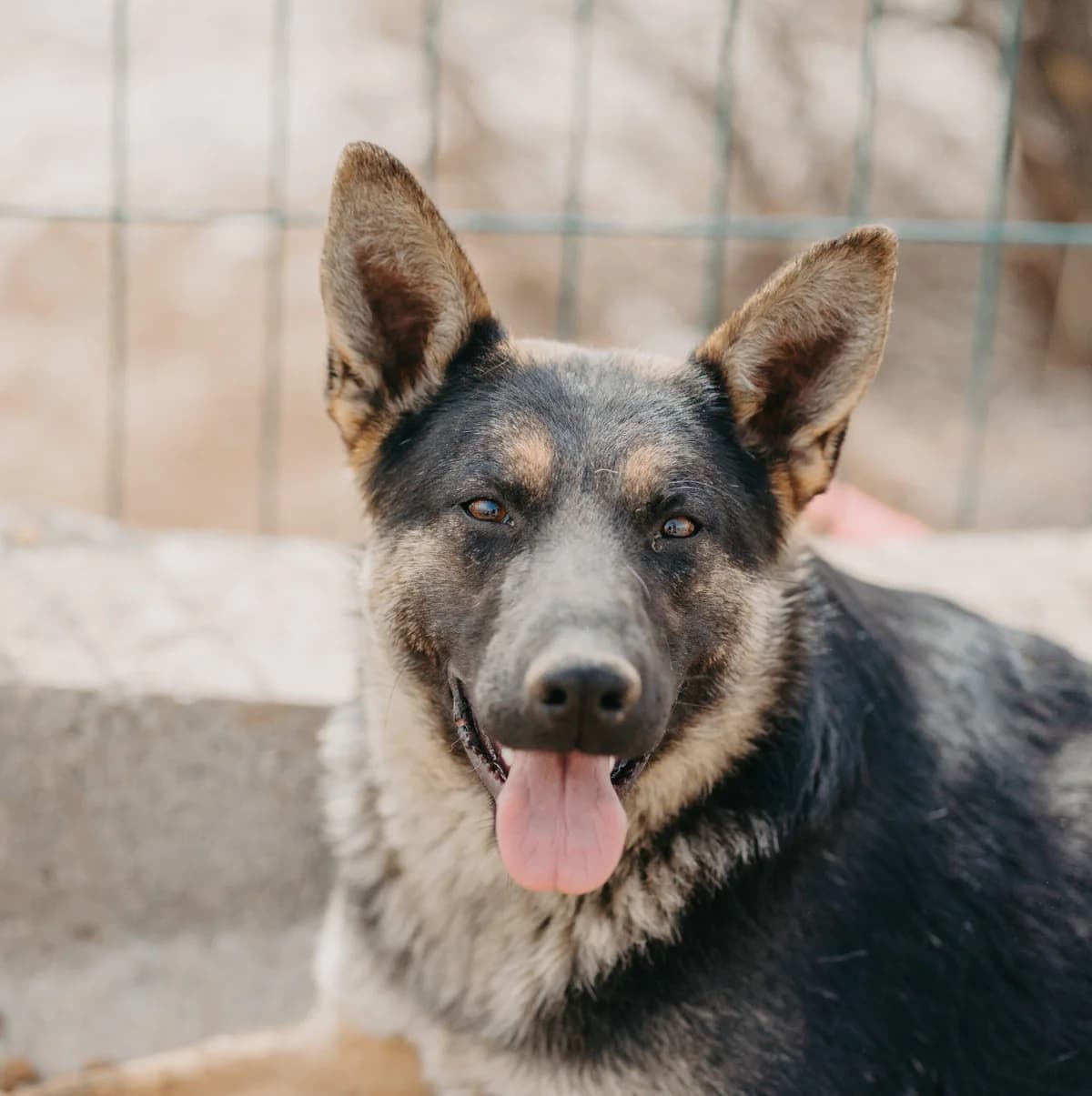 Zeina, female young German Shepherd for adoption at Care-4-life e.V., Stuttgart