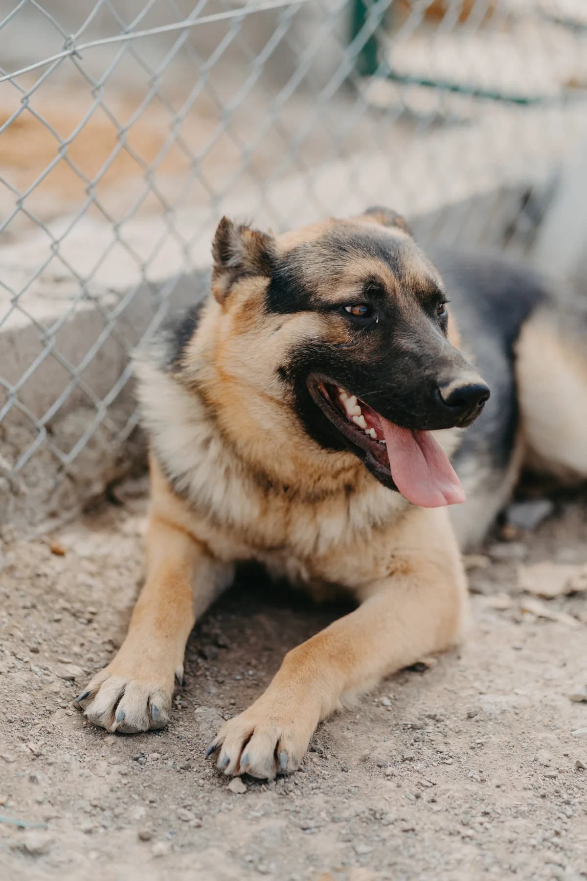 Conan, male young German Shepherd for adoption at Care-4-life e.V., Stuttgart