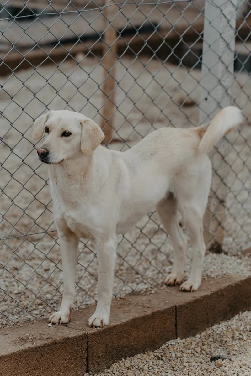 Negro, female young Labrador Retriever for adoption at Care-4-life e.V., Stuttgart