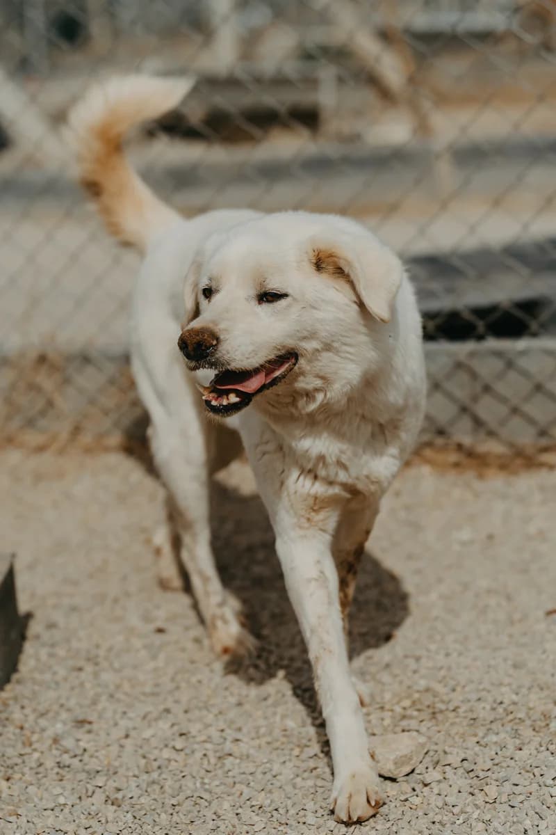Leonie, golden female 4yo Golden Retriever for adoption at Care-4-life e.V., Stuttgart