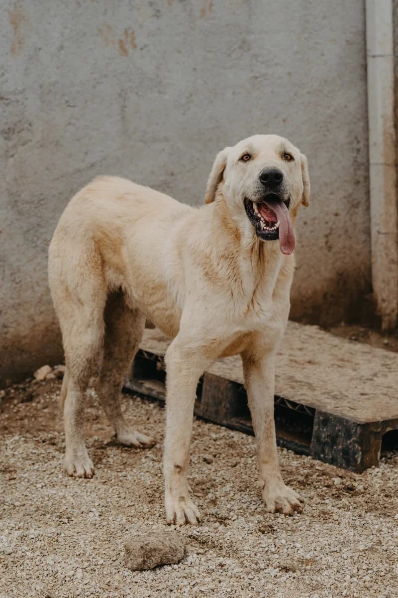 Theo, golden male young Mixed Breed for adoption at Care-4-life e.V., Stuttgart