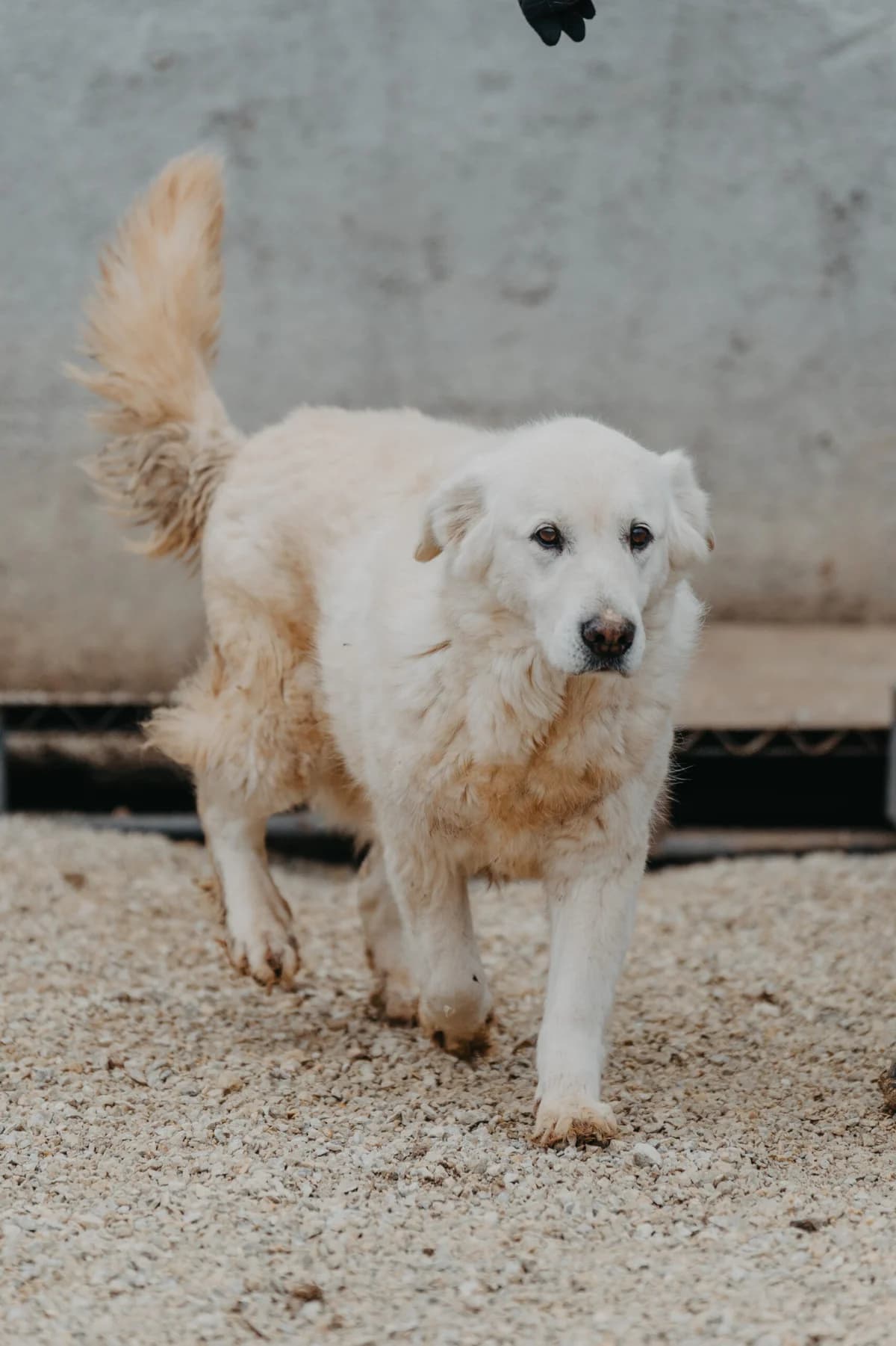 Sansli, golden female 4yo Golden Retriever for adoption at Care-4-life e.V., Stuttgart