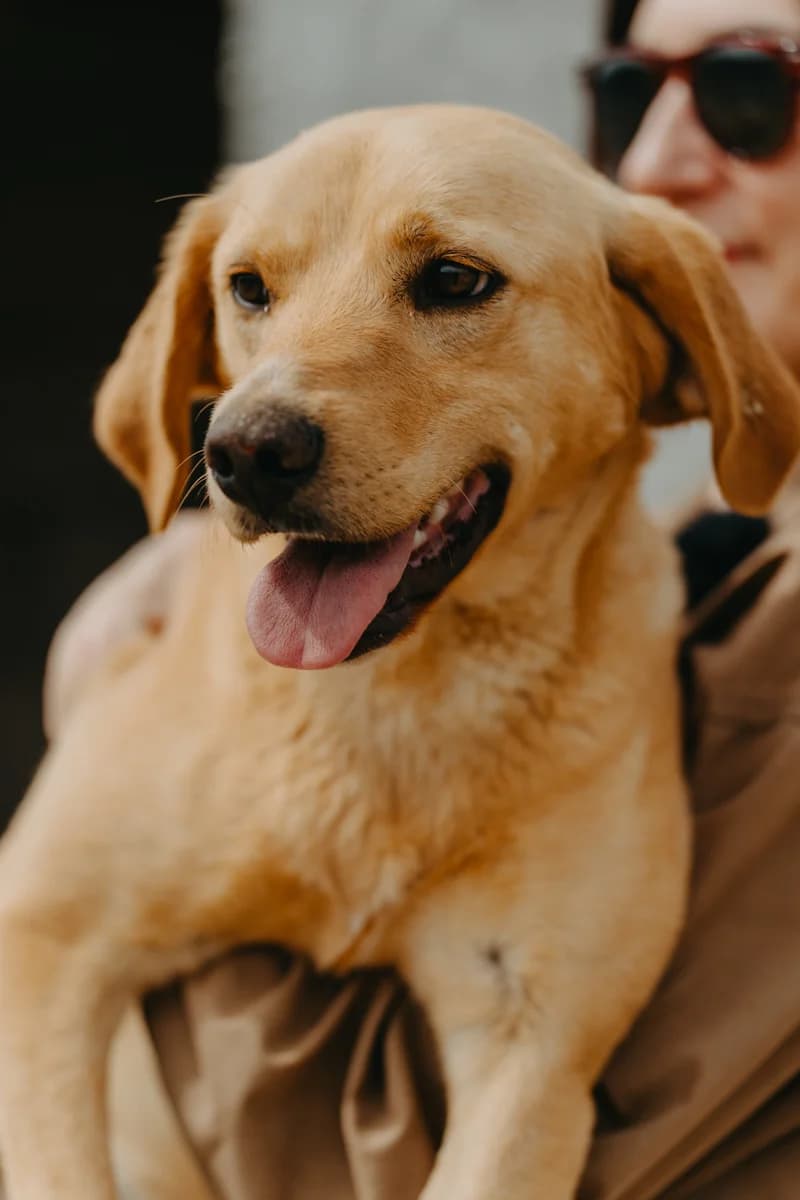 Jessy, male young Golden Retriever for adoption at Care-4-life e.V., Stuttgart