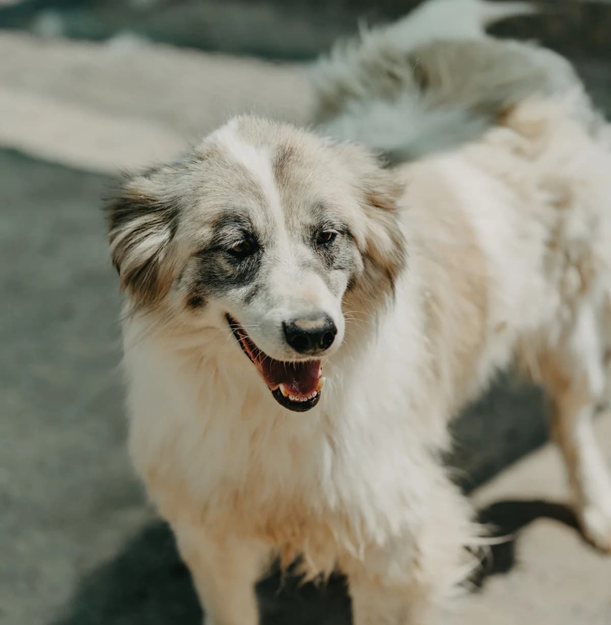 Panda 1, male 4yo Border Collie for adoption at Care-4-life e.V., Stuttgart