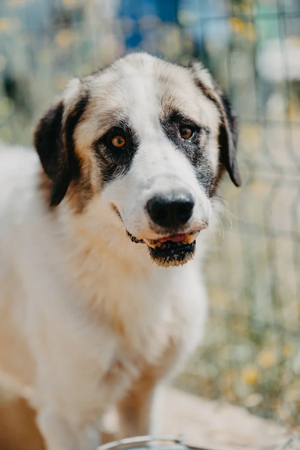 Felix, male 4yo Mixed Breed for adoption at Care-4-life e.V., Stuttgart