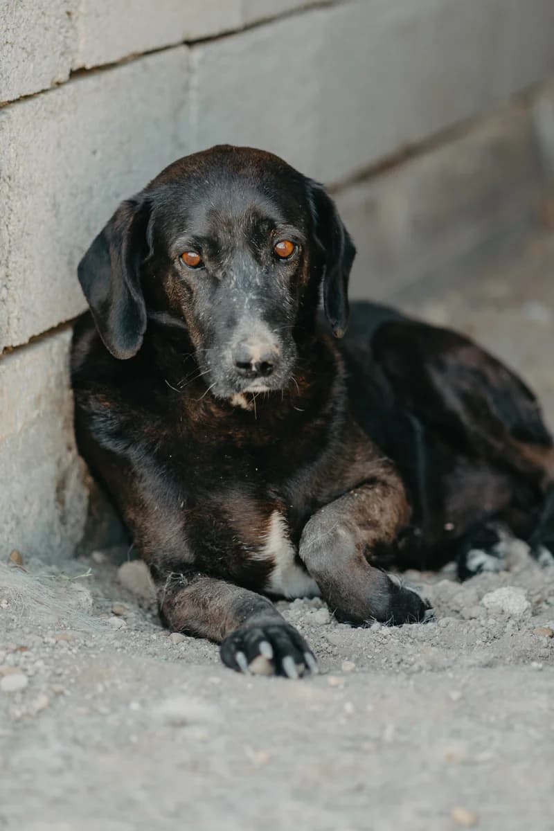 Scott, dunkelbraun male 4yo Mixed Breed for adoption at Care-4-life e.V., Stuttgart
