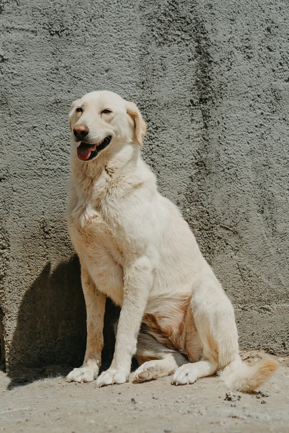 Snowy, female 4yo Labrador Retriever for adoption at Care-4-life e.V., Stuttgart