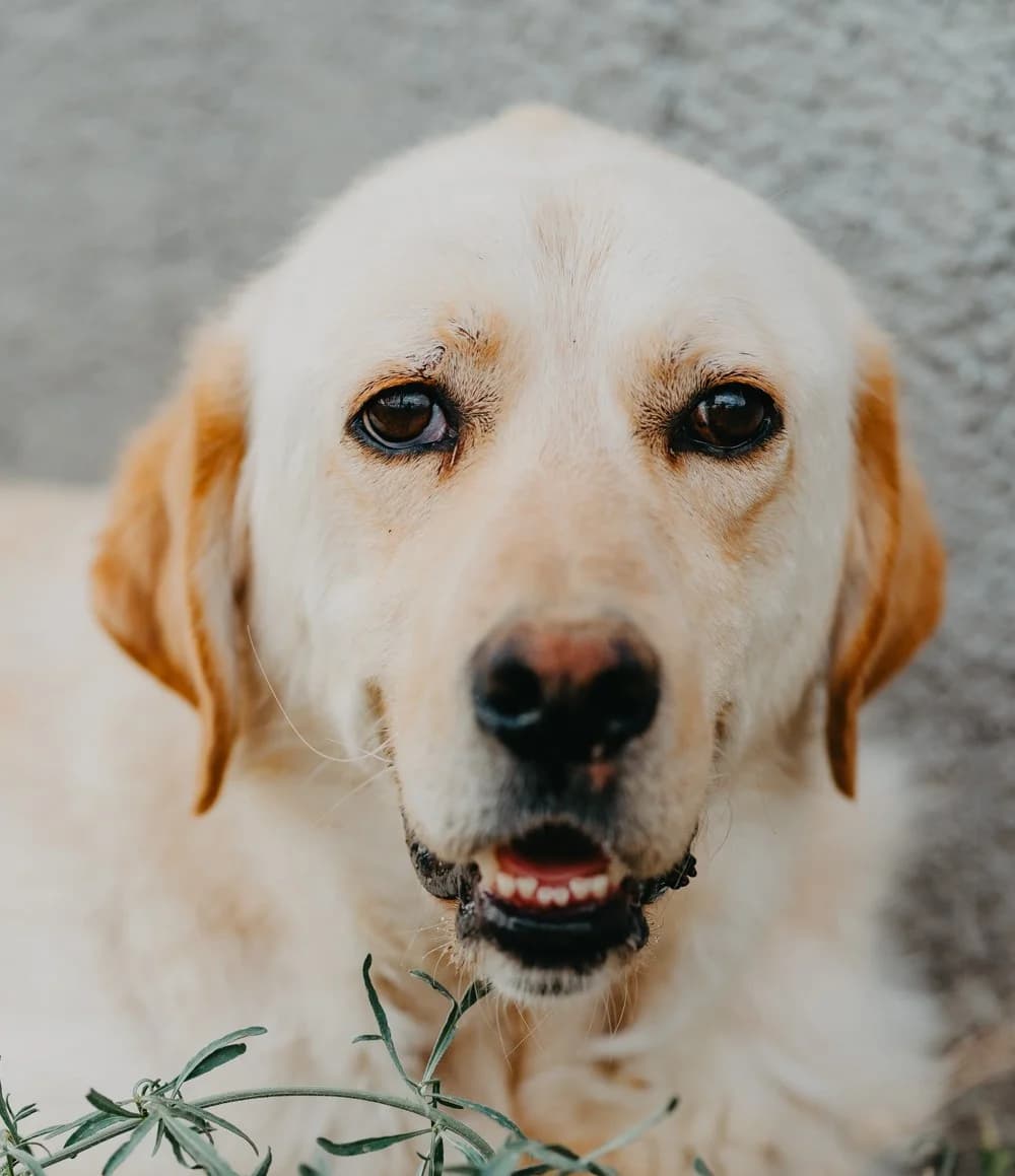 Pudra, female 4yo Labrador Retriever for adoption at Care-4-life e.V., Stuttgart