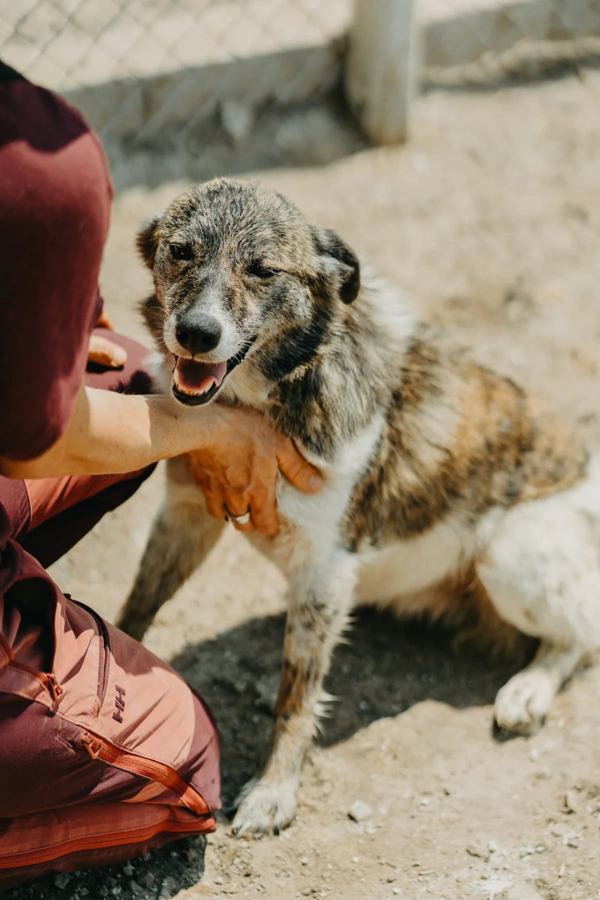 Fadik, Mixed Breed (Care-4-life e.V.)