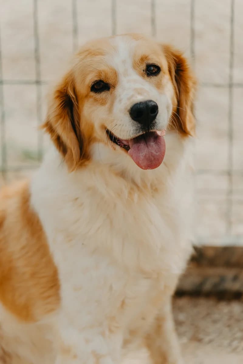 Rose, Mixed Breed (Care-4-life e.V.)