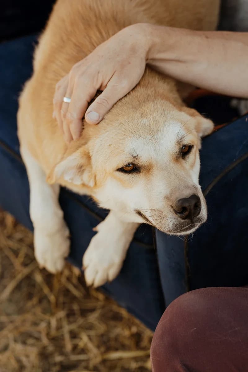 Günes, Mixed Breed (Care-4-life e.V.)