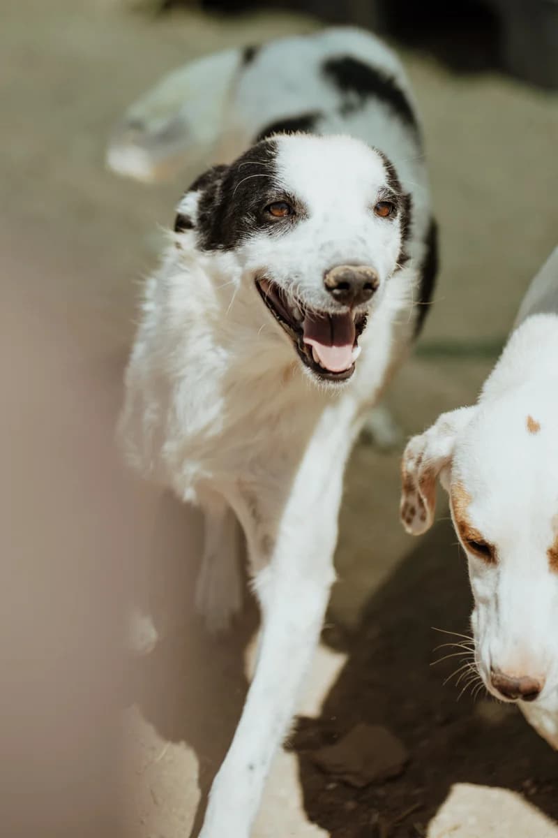 Max, male young Border Collie for adoption at Care-4-life e.V., Stuttgart