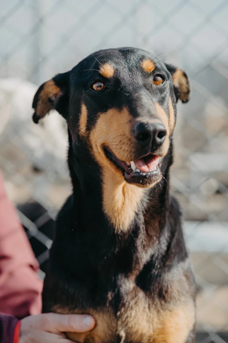 Kral, male 4yo Doberman for adoption at Care-4-life e.V., Stuttgart