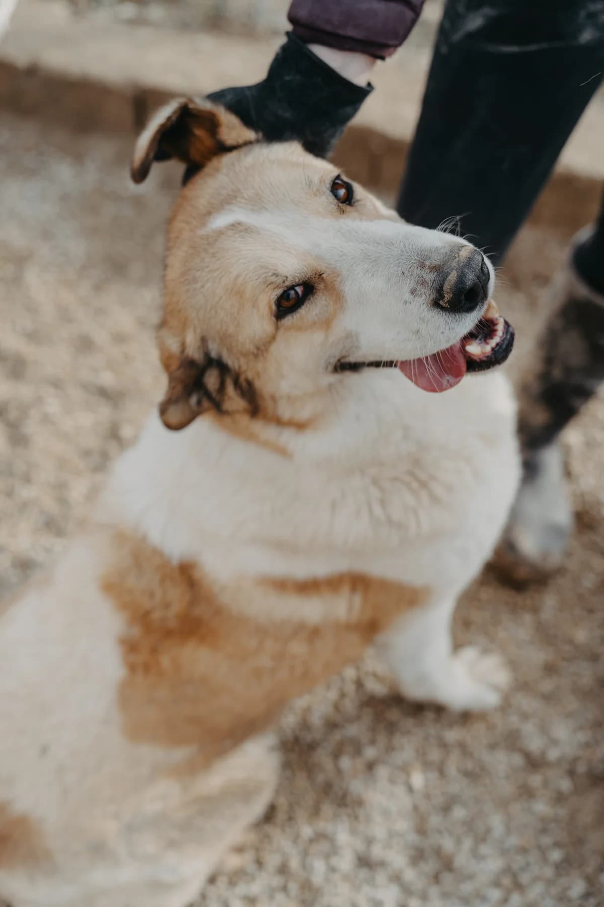Leo, Mixed Breed (Care-4-life e.V.)